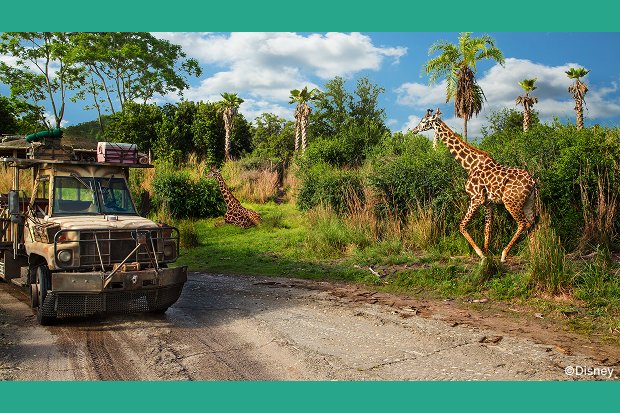 ディズニー・アニマルキングダム